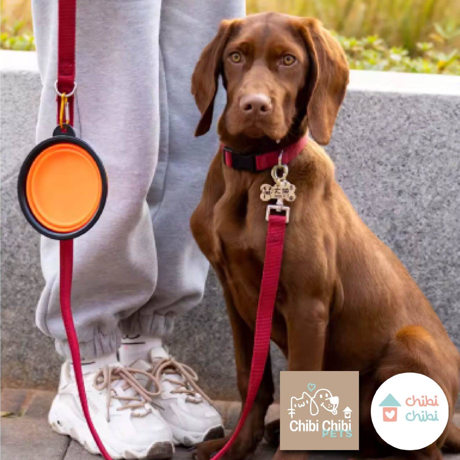 PLATOS PLEGABLES MASCOTAS-con logo-09